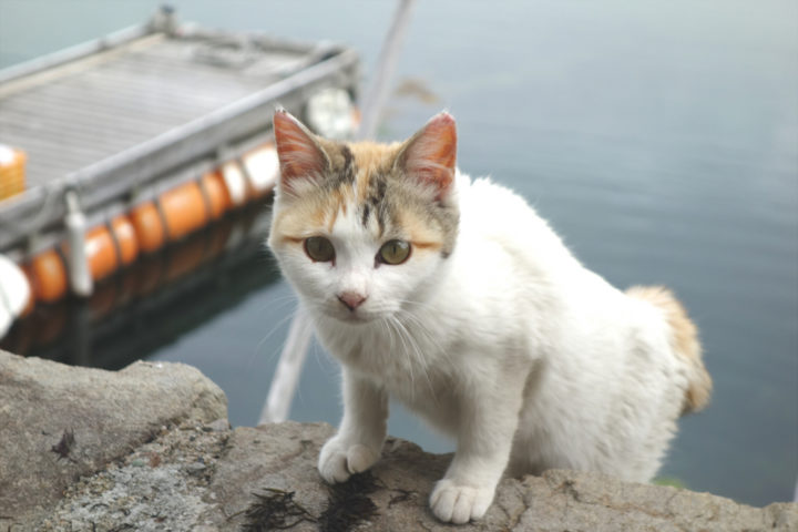 青島のねこ１