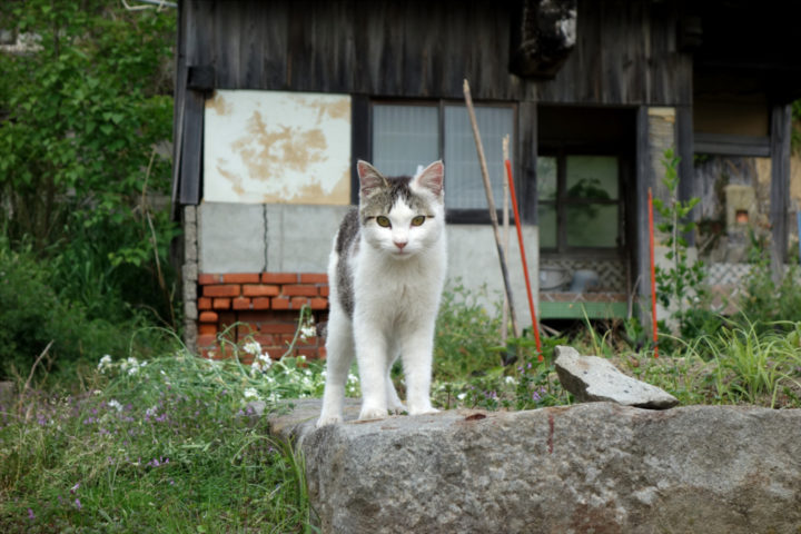 青島のねこ17