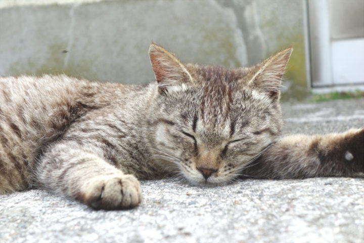 青島のねこ16