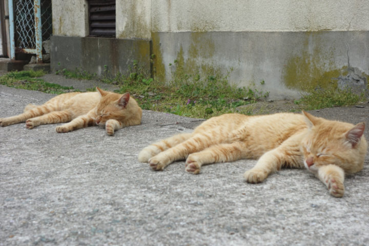 青島のねこ15