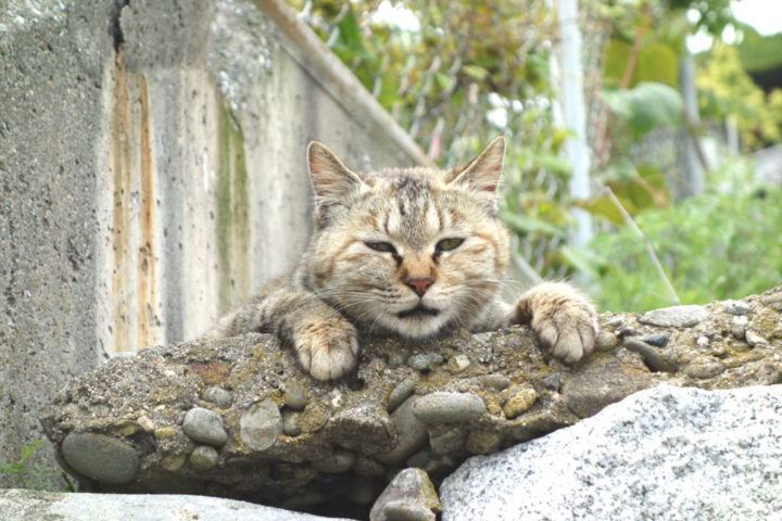 青島のねこ14