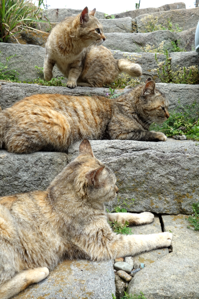 青島のねこ12