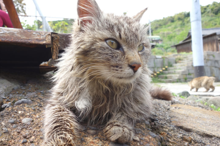 青島のねこ10