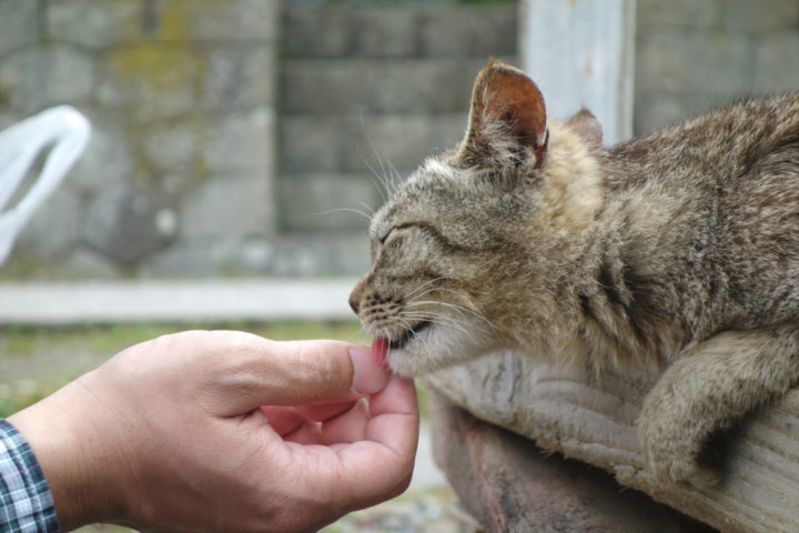 青島のねこ9