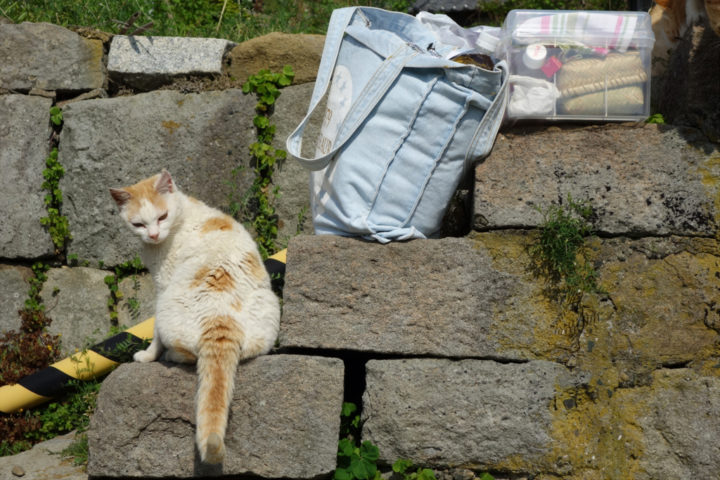 青島のねこ8