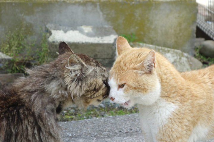 青島のねこ7