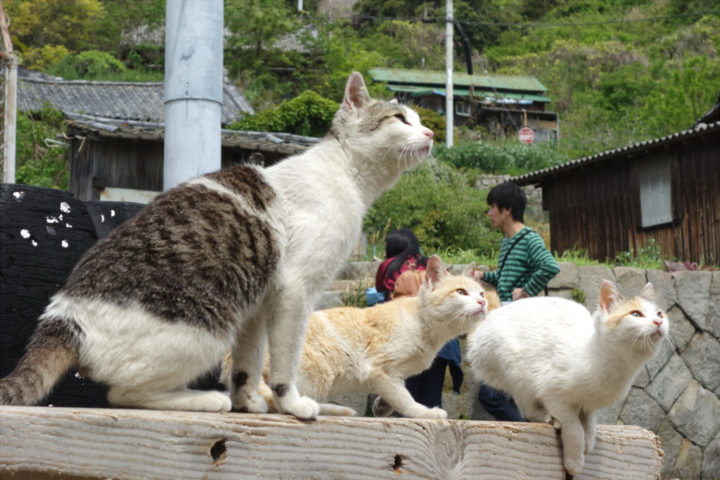 青島のねこ5