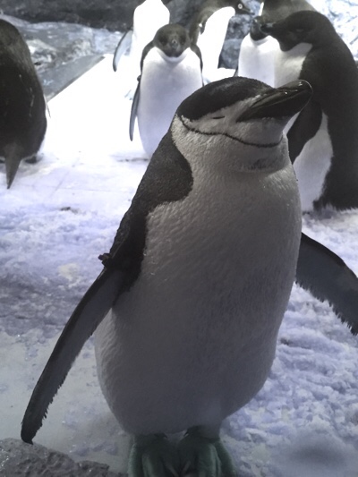 そっと目を閉じるペンギン