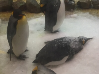 かき氷 on the ペンギン