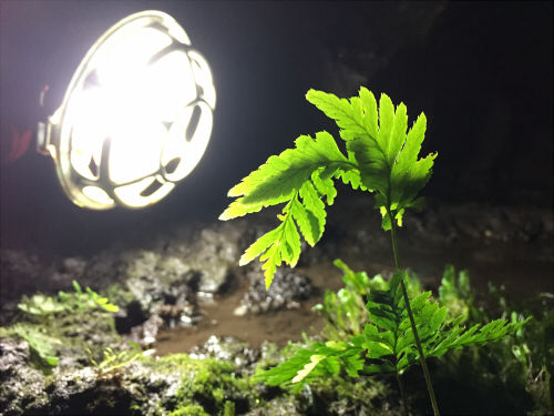 駒門風穴内部の植物