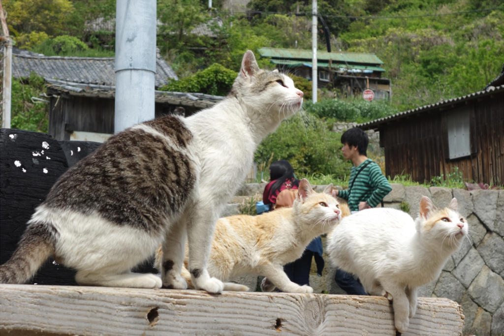 f:id:kattie_travel:20180415173816j:plain f:id:kattie_travel:20180415173816j:plain