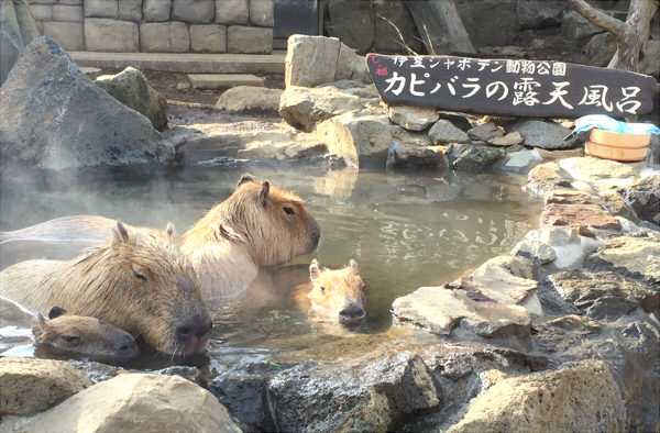 伊豆シャボテン動物公園でサボテン狩りをしよう カティーの旅とマイル