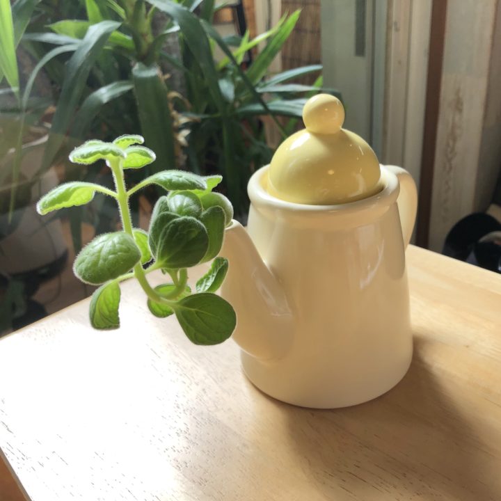 店内のテーブルの植物