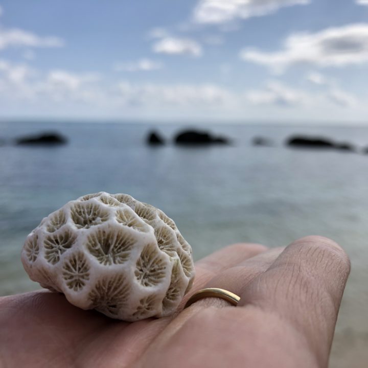 白保海岸のサンゴ