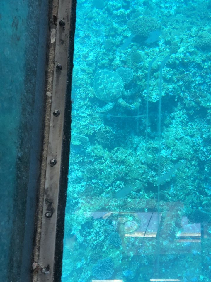 川平湾でウミガメ見つけた！