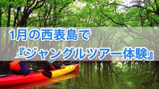 1月の西表島でジャングルツアー体験