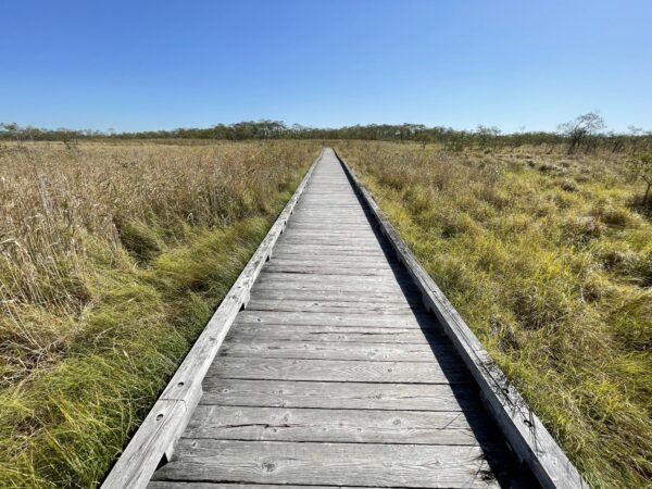 釧路湿原の木道３