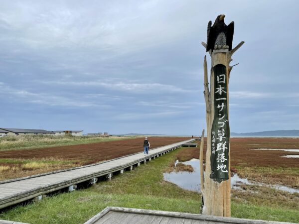 日本一サンゴ草群生地