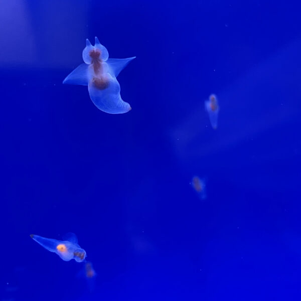 オホーツク流氷館のクリオネ