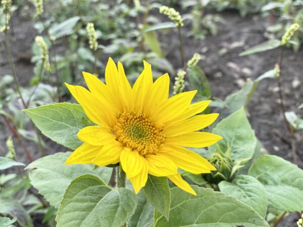 朝日ケ丘公園のひまわり