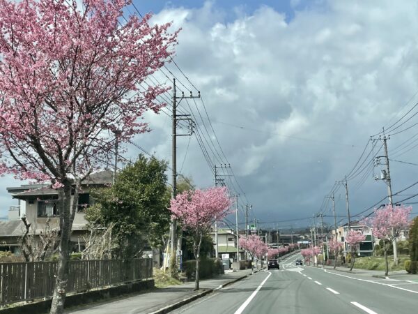 御殿場の桜並木